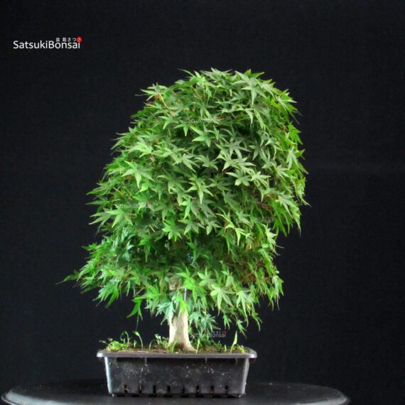 Acero Palmato Yamamomiji - immagine 2