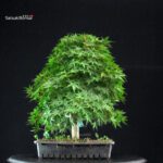 Acero Palmato Yamamomiji - immagine 3