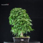 Acero Palmato Yamamomiji - immagine 4