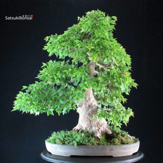 Acer Buergerianum - Kaede VENDUTO - immagine 5