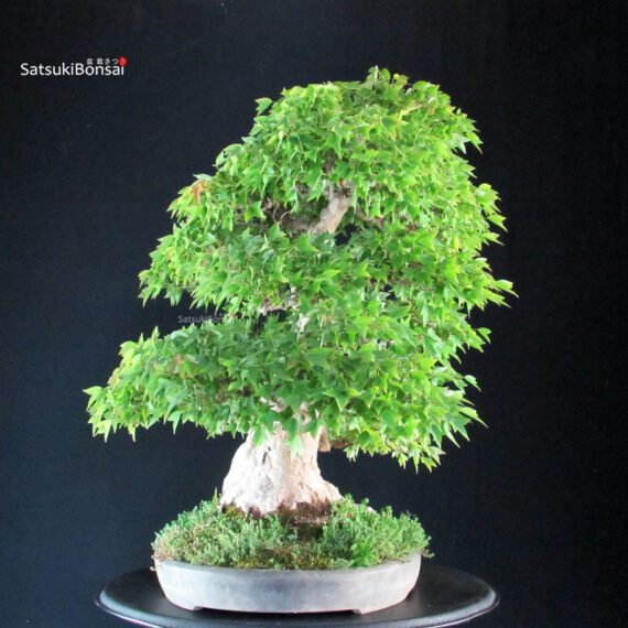 Acer Buergerianum - Kaede VENDUTO - immagine 6
