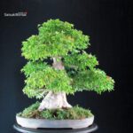 Acer Buergerianum - Kaede VENDUTO - immagine 7