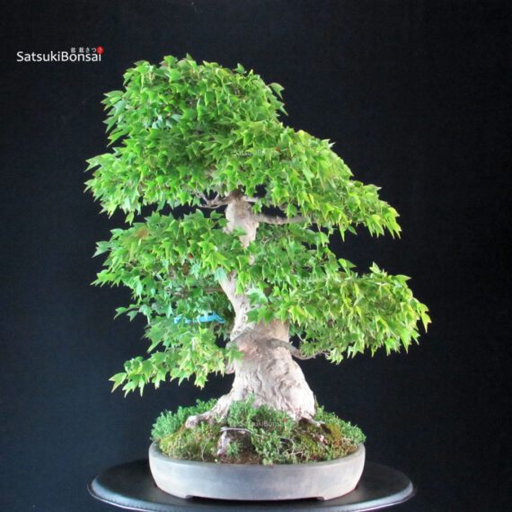 Acer Buergerianum - Kaede VENDUTO - immagine 8