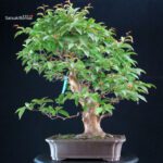 Stewartia Monadelpha - Himeshara