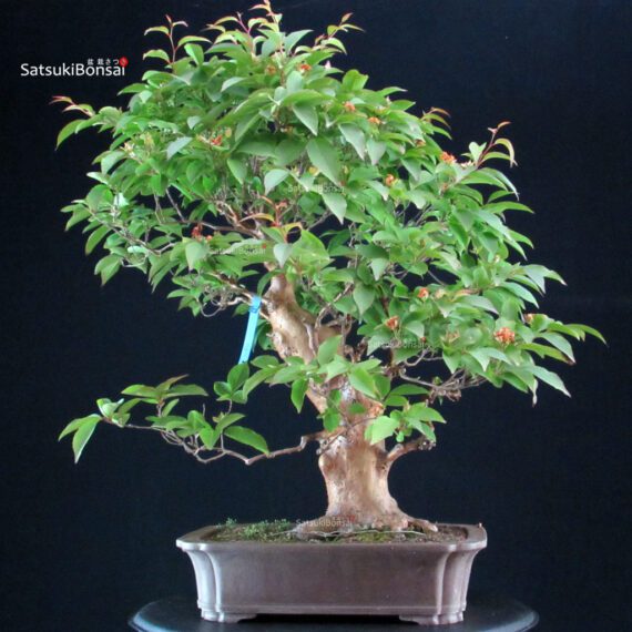 255266_6-Stewartia-Monadelpha Stewartia Monadelpha - Himeshara - immagine 1