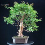 Stewartia Monadelpha - Himeshara - immagine 2
