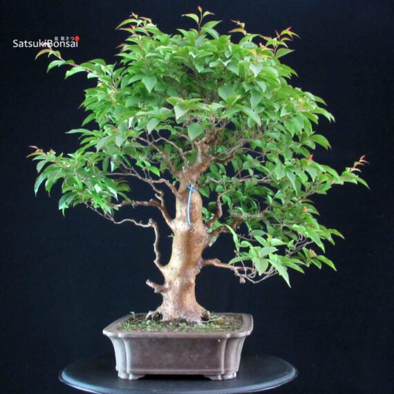 255266_7-Stewartia-Monadelpha Stewartia Monadelpha - Himeshara - immagine 2
