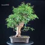 Stewartia Monadelpha - Himeshara - immagine 3