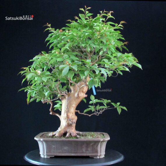 255266_8-Stewartia-Monadelpha Stewartia Monadelpha - Himeshara - immagine 3