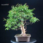 Stewartia Monadelpha - Himeshara - immagine 4