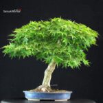 Acero Palmato Yamamomiji - immagine 5