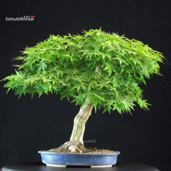 Acero Palmato Yamamomiji - immagine 5