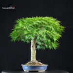 Acero Palmato Yamamomiji - immagine 6