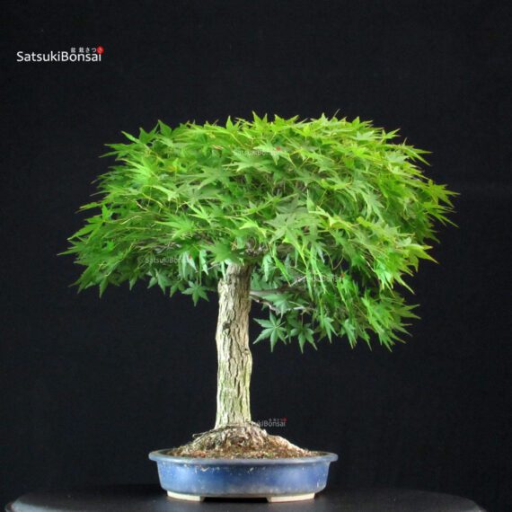 Acero Palmato Yamamomiji - immagine 6