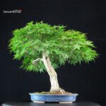 Acero Palmato Yamamomiji - immagine 7