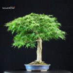 Acero Palmato Yamamomiji - immagine 8