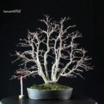 Acero palmato var. Deshojo - immagine 5