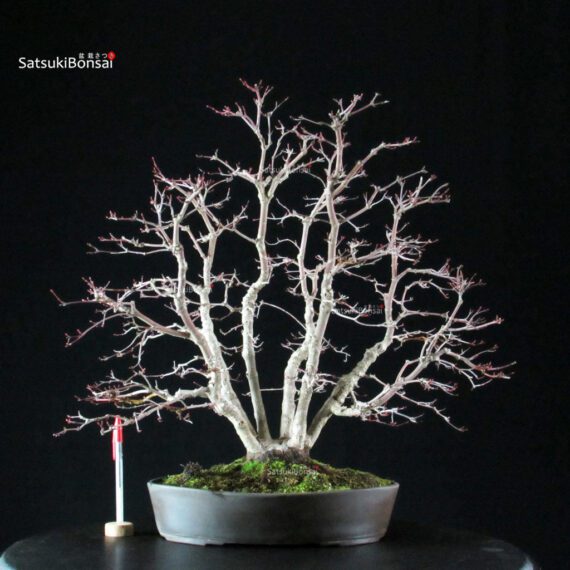 Acero palmato var. Deshojo - immagine 5