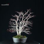 Acero palmato var. Deshojo - immagine 6