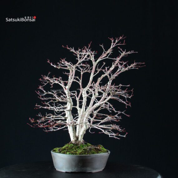 Acero palmato var. Deshojo - immagine 6