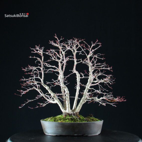 Acero palmato var. Deshojo - immagine 7