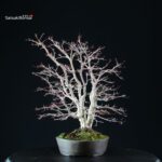 Acero palmato var. Deshojo - immagine 8