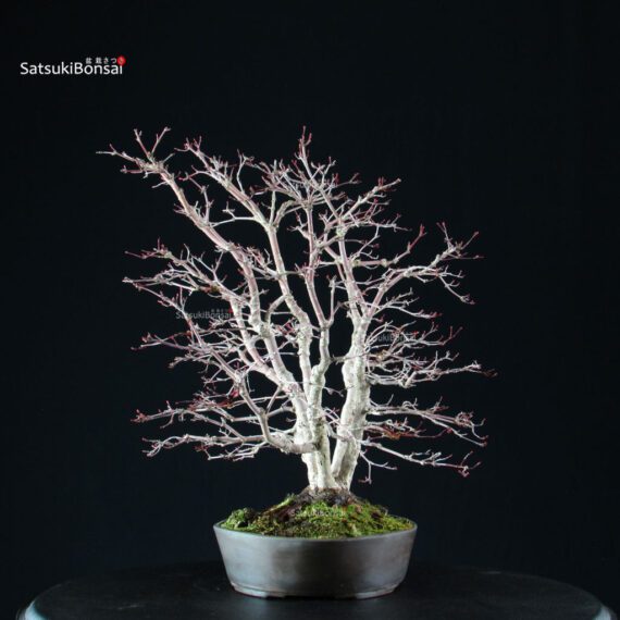 Acero palmato var. Deshojo - immagine 8