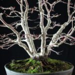 Acero palmato var. Deshojo - immagine 9