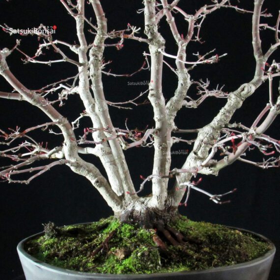 Acero palmato var. Deshojo - immagine 9