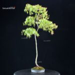 Acero palmato var. Yamamomiji - Bunjin