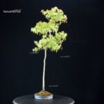 Acero palmato var. Yamamomiji - Bunjin - immagine 2