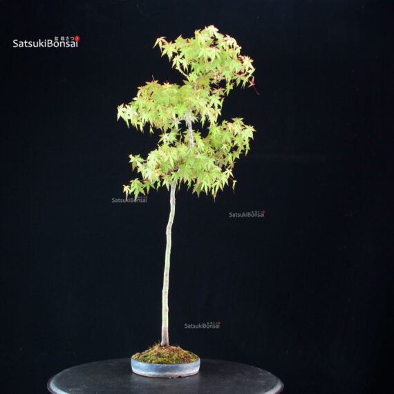 Acero palmato var. Yamamomiji - Bunjin - immagine 2