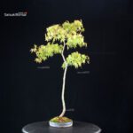 Acero palmato var. Yamamomiji - Bunjin - immagine 3