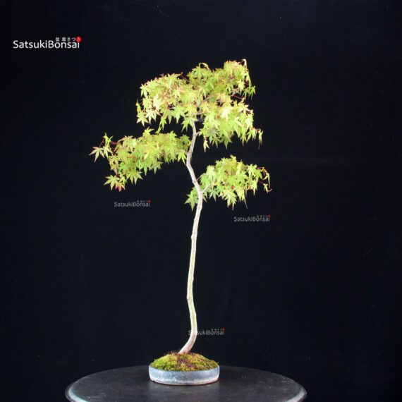 Acero palmato var. Yamamomiji - Bunjin - immagine 3