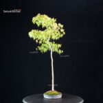 Acero palmato var. Yamamomiji - Bunjin - immagine 4