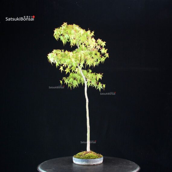 Acero palmato var. Yamamomiji - Bunjin - immagine 4