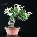 Gardenia Jasminoides - immagine 3