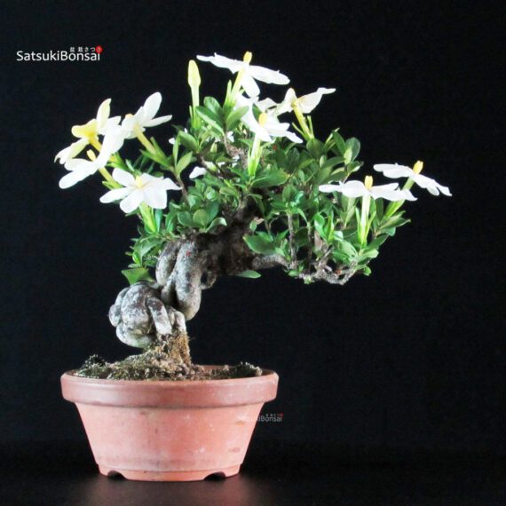 Gardenia Jasminoides - immagine 3