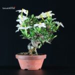 Gardenia Jasminoides