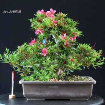 Azalea Satsuki KORIN