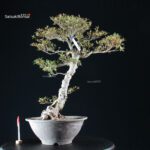 Azalea Satsuki KORIN - immagine 6