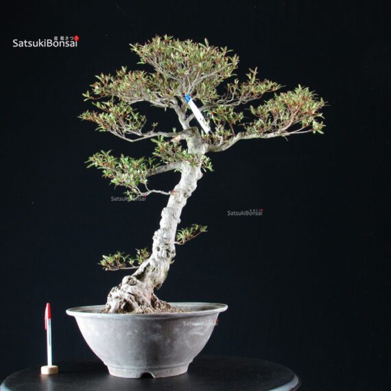 Azalea Satsuki KORIN - immagine 6