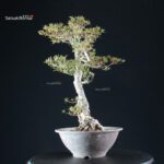 Azalea Satsuki KORIN - immagine 7