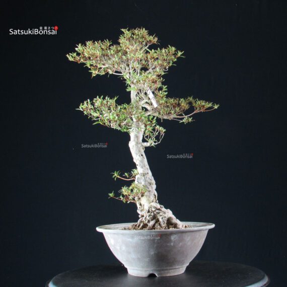 Azalea Satsuki KORIN - immagine 7