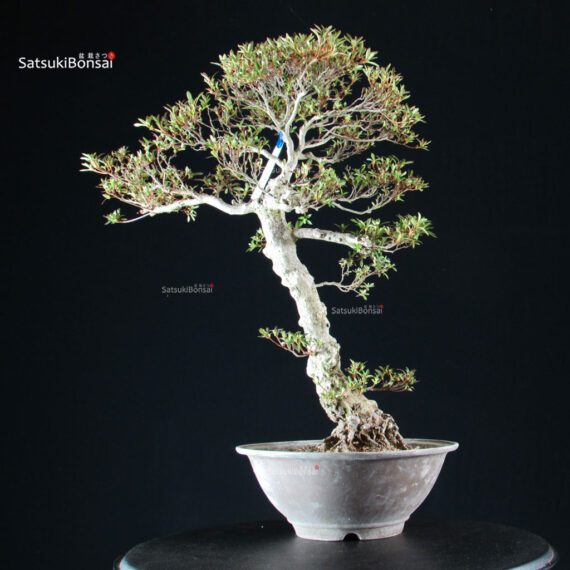 Azalea Satsuki KORIN - immagine 8