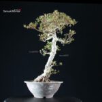 Azalea Satsuki KORIN - immagine 9