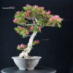 Azalea Satsuki KORIN