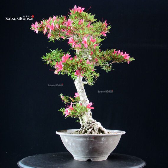 Azalea Satsuki KORIN - immagine 3