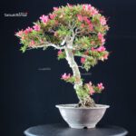 Azalea Satsuki KORIN - immagine 4