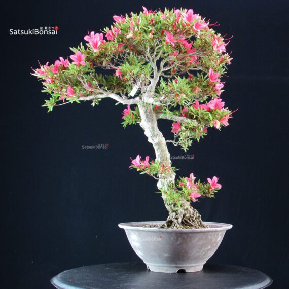 Azalea Satsuki KORIN - immagine 4